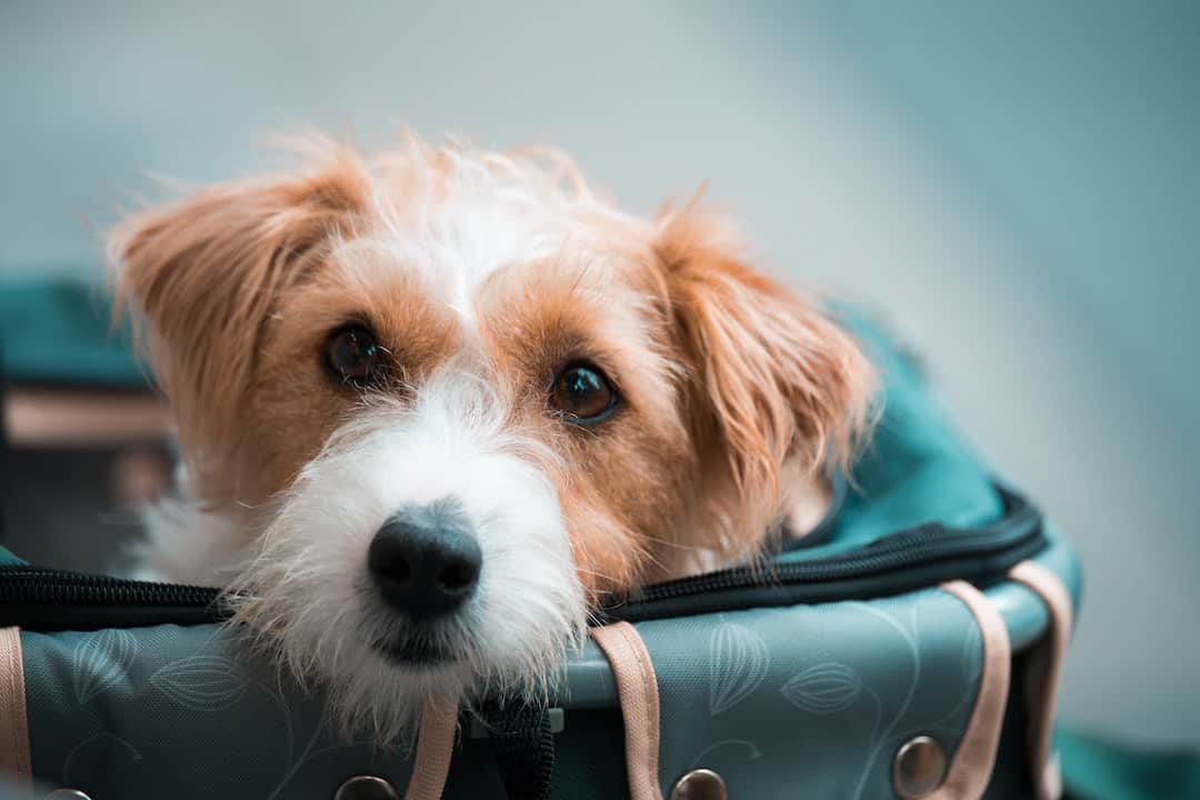 Do Any Airlines Allow Large Dogs in Cabin