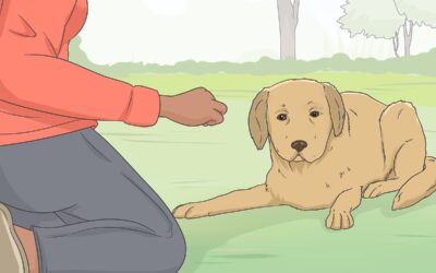 How Do I Sedate My Dog