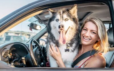 How Do You Transport a Dog in a Car