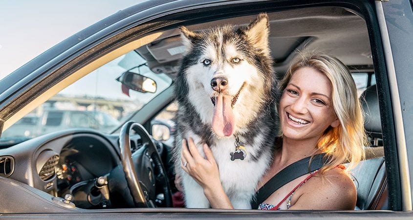 How Do You Transport a Dog in a Car