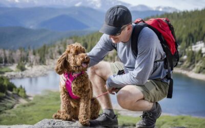 How Far Can a Dog Travel in a Day