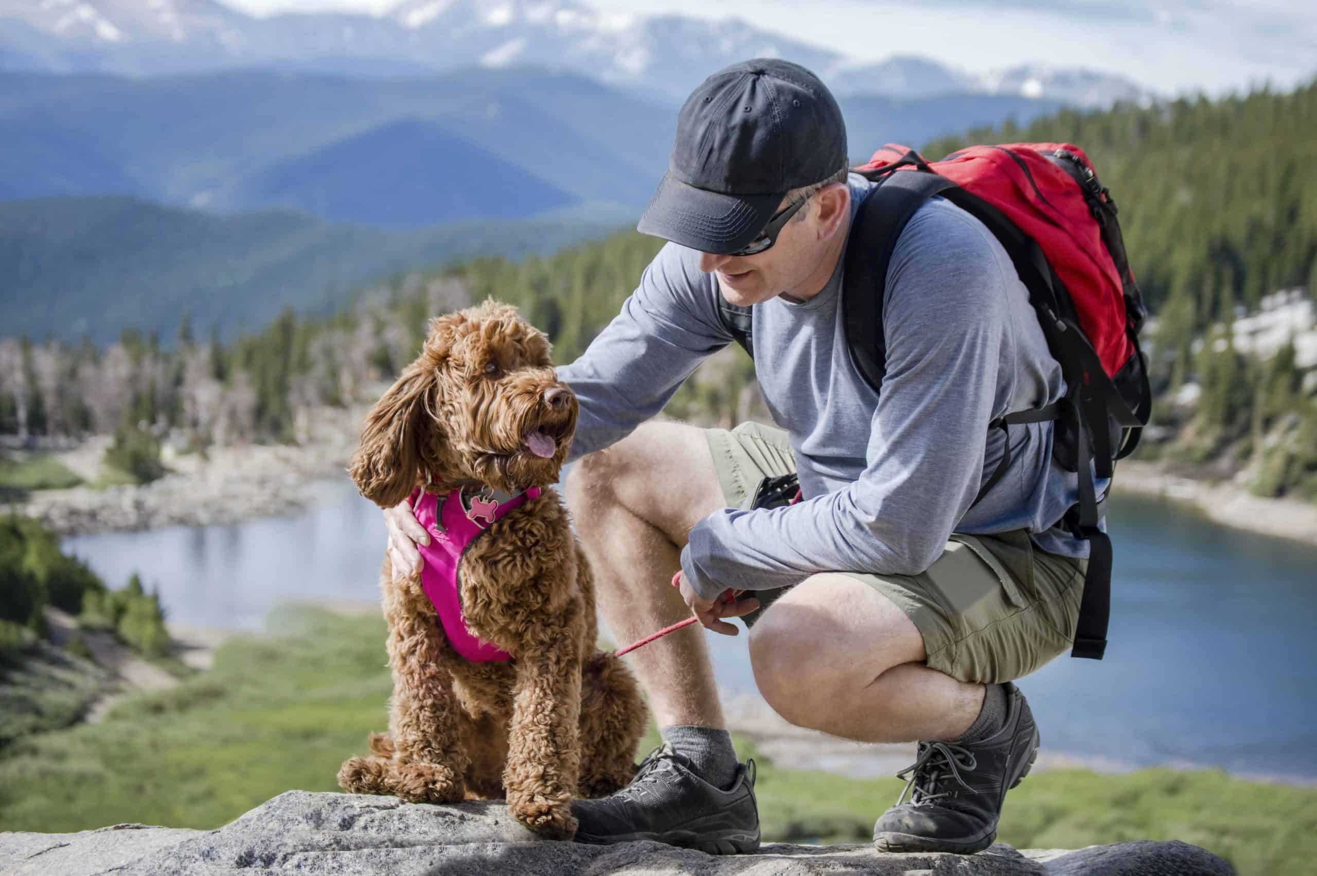 How Far Can a Dog Travel in a Day