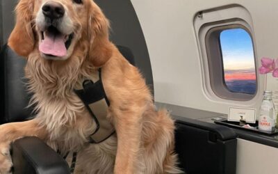 How to Bring a Large Dog on a Plane