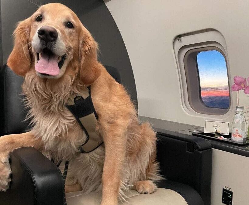 How to Bring a Large Dog on a Plane