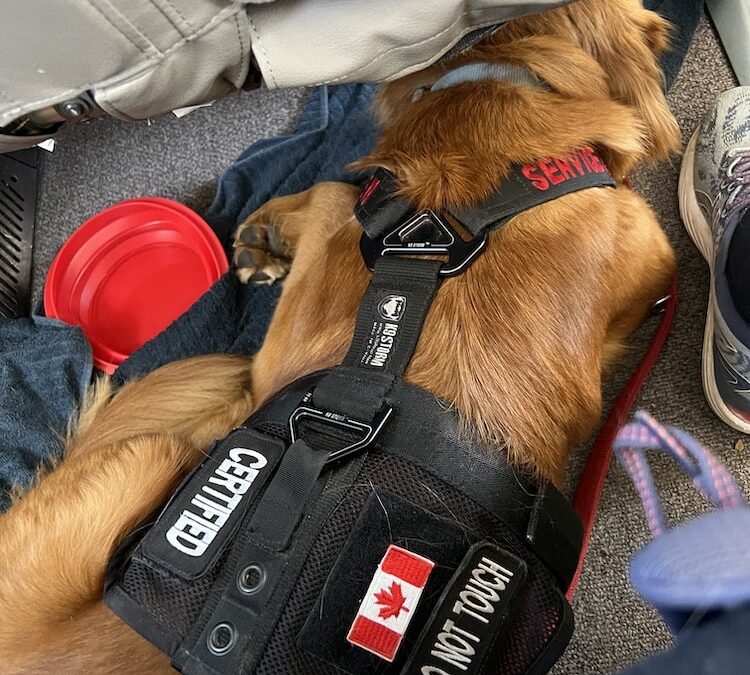 How to Bring Large Dog on Plane