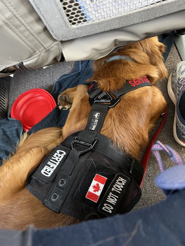 How to Bring Large Dog on Plane
