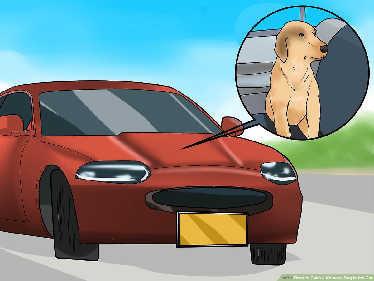 How to Calm Dog in Car