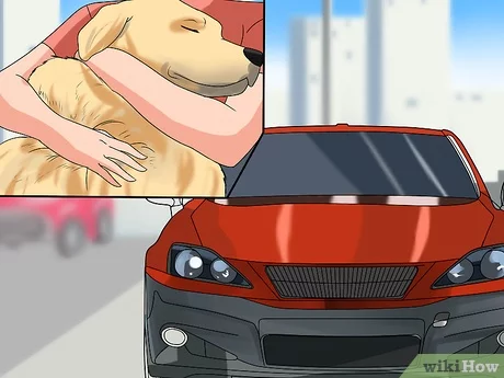 How to Calm Dogs in the Car