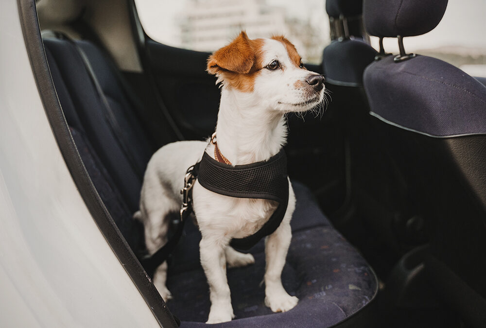 How to Carry Dog in Car