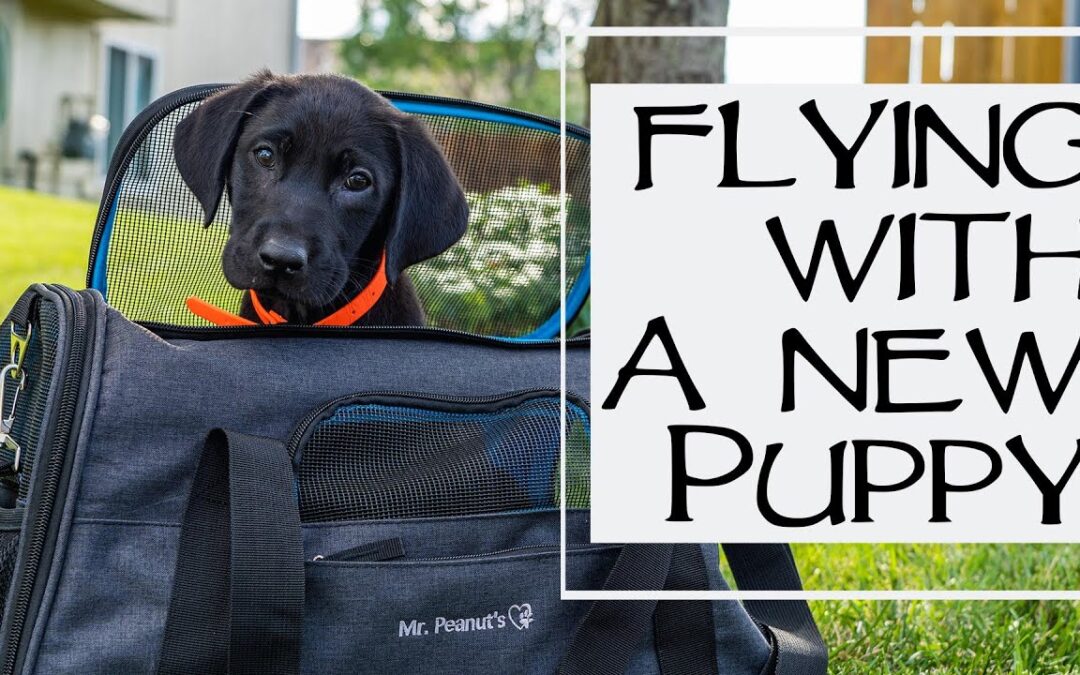 How to Fly a Puppy