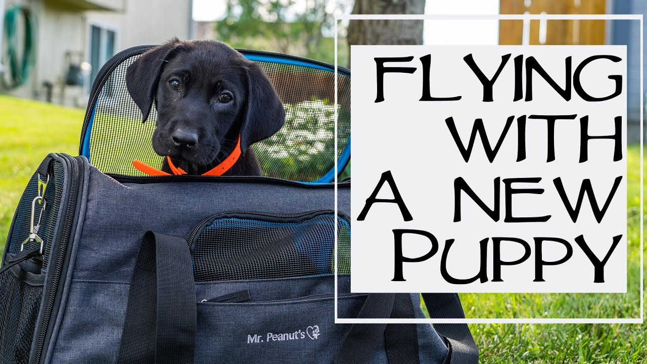 How to Fly a Puppy