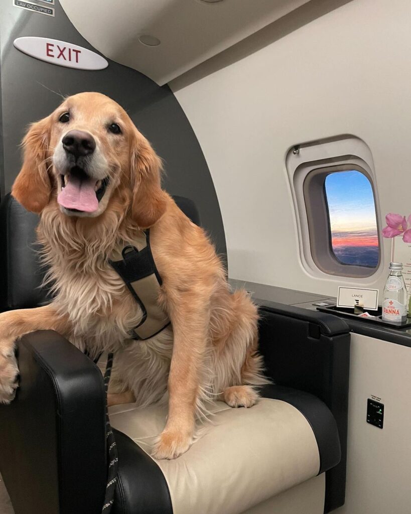 How to Fly With a Large Dog in Cabin