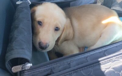 How to Fly With a Puppy