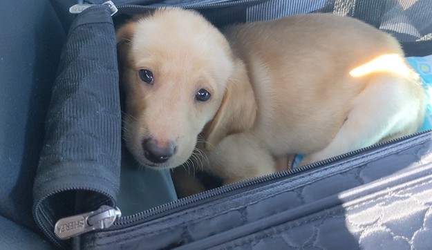 How to Fly With a Puppy