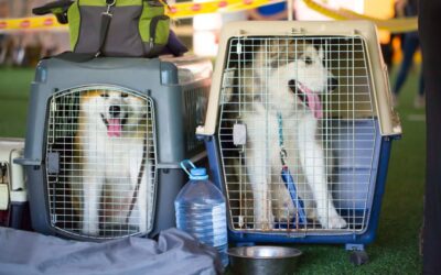 How to Fly With Large Dog