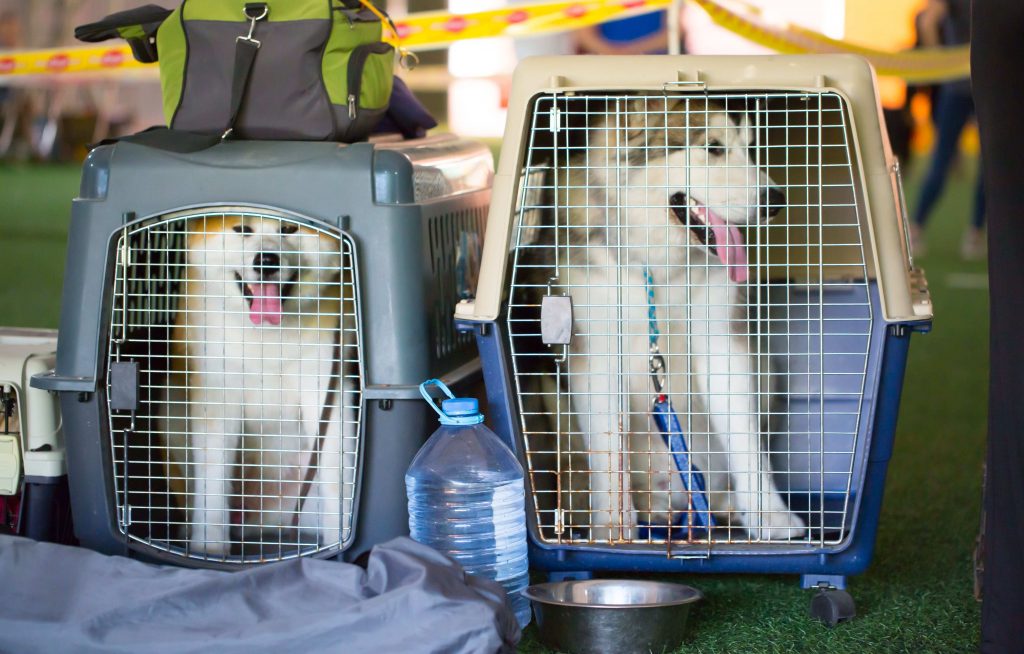 How to Fly With Large Dog