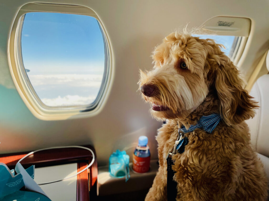 How to Get a Dog on a Plane for Free - DOG