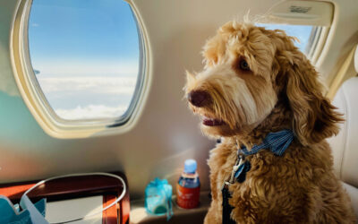 How to Get a Dog on a Plane for Free