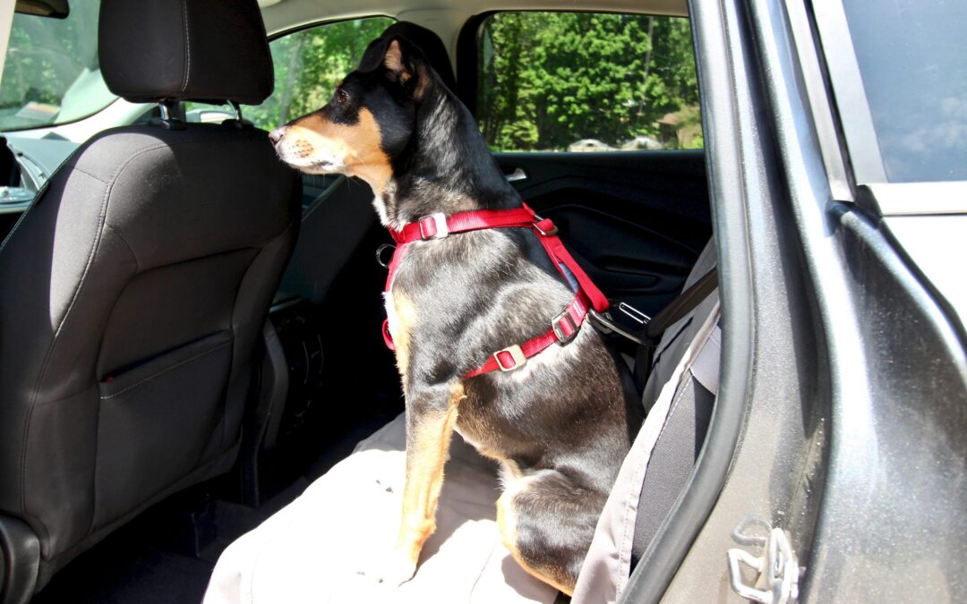 How to Keep a Dog Safe in a Car