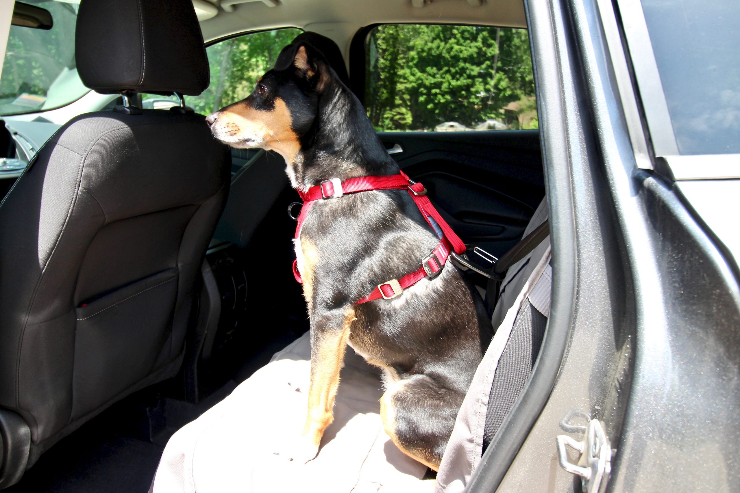 How to Keep a Dog Safe in a Car