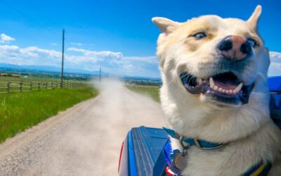 How to Road Trip With a Dog