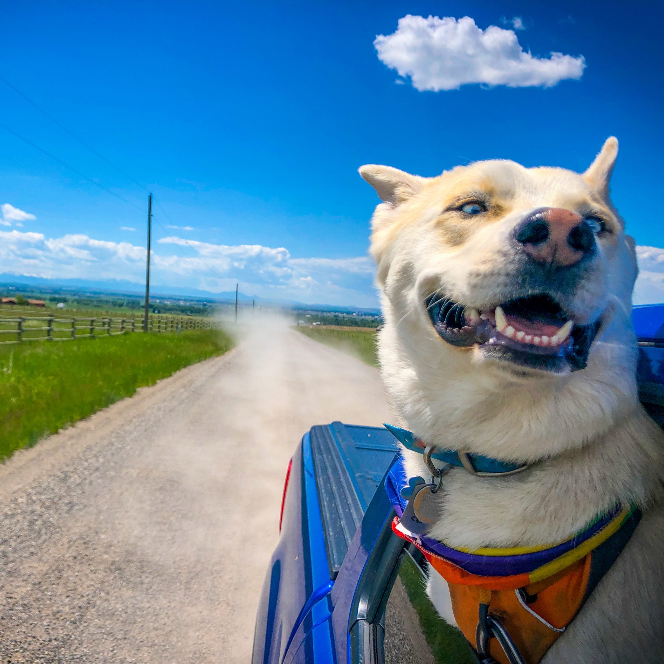 How to Road Trip With a Dog