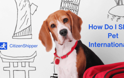 How to Ship a Dog Internationally