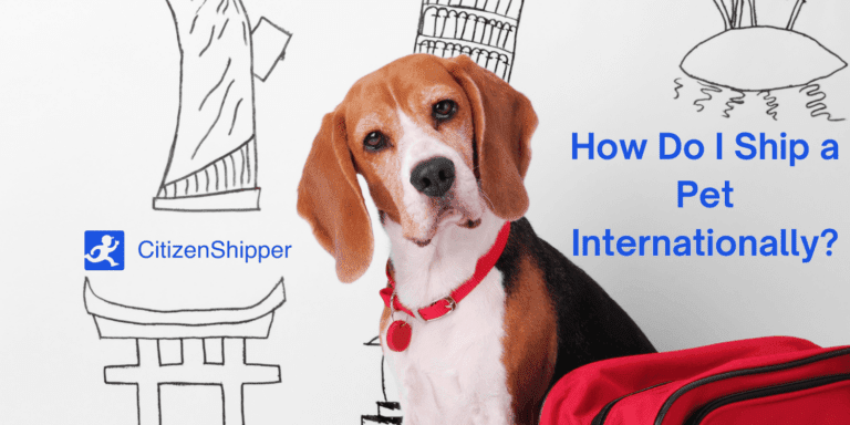 How to Ship a Dog Internationally