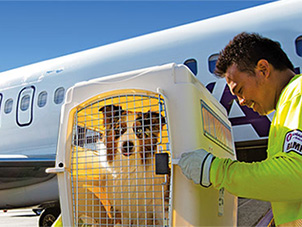 How to Ship Puppy by Airplane