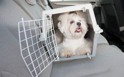 How to Transport Dog in Car