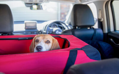 How to Travel by Car With a Dog