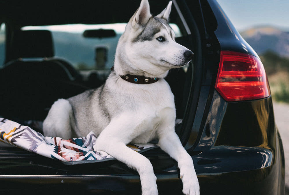 How to Travel Long Distance With a Dog