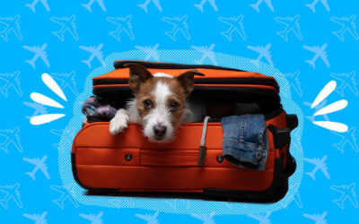 How to Travel Overseas With a Dog