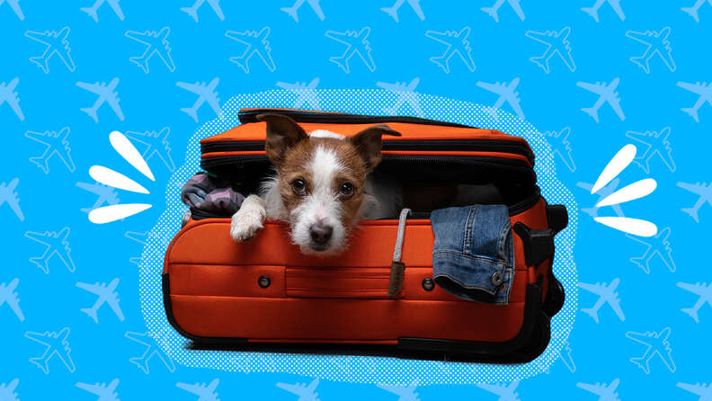 How to Travel Overseas With a Dog