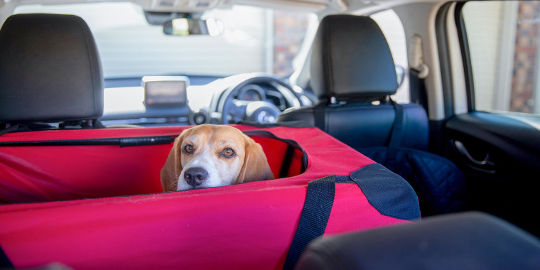 How to Travel With a Dog in a Car