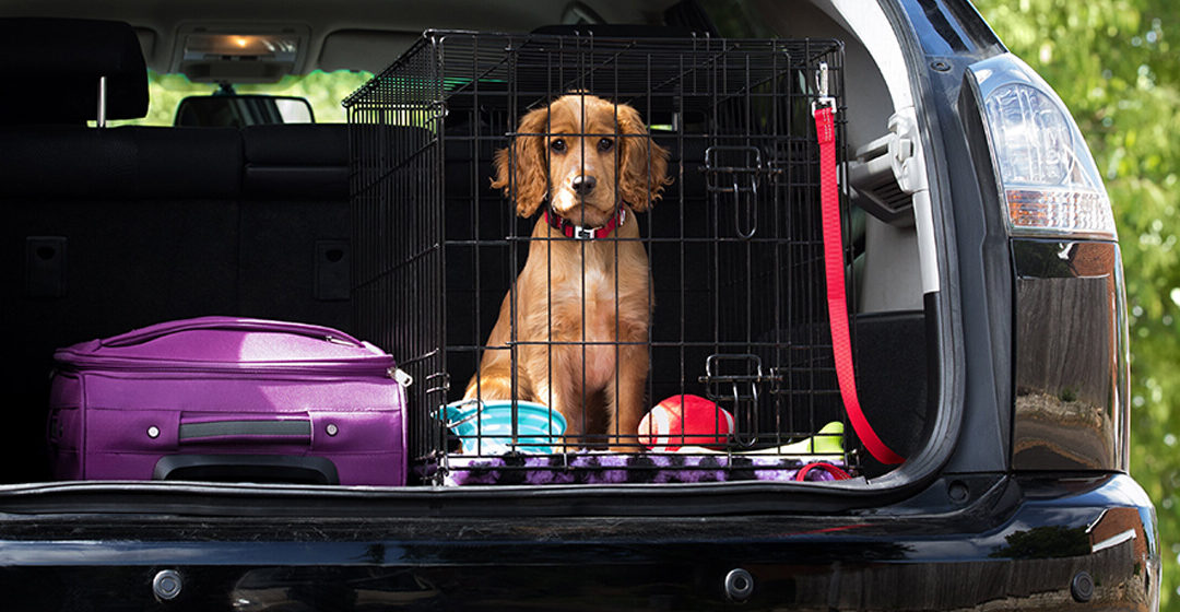 How to Travel With a Puppy in a Car