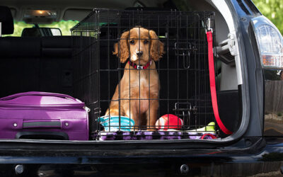 How to Travel With a Puppy in a Car