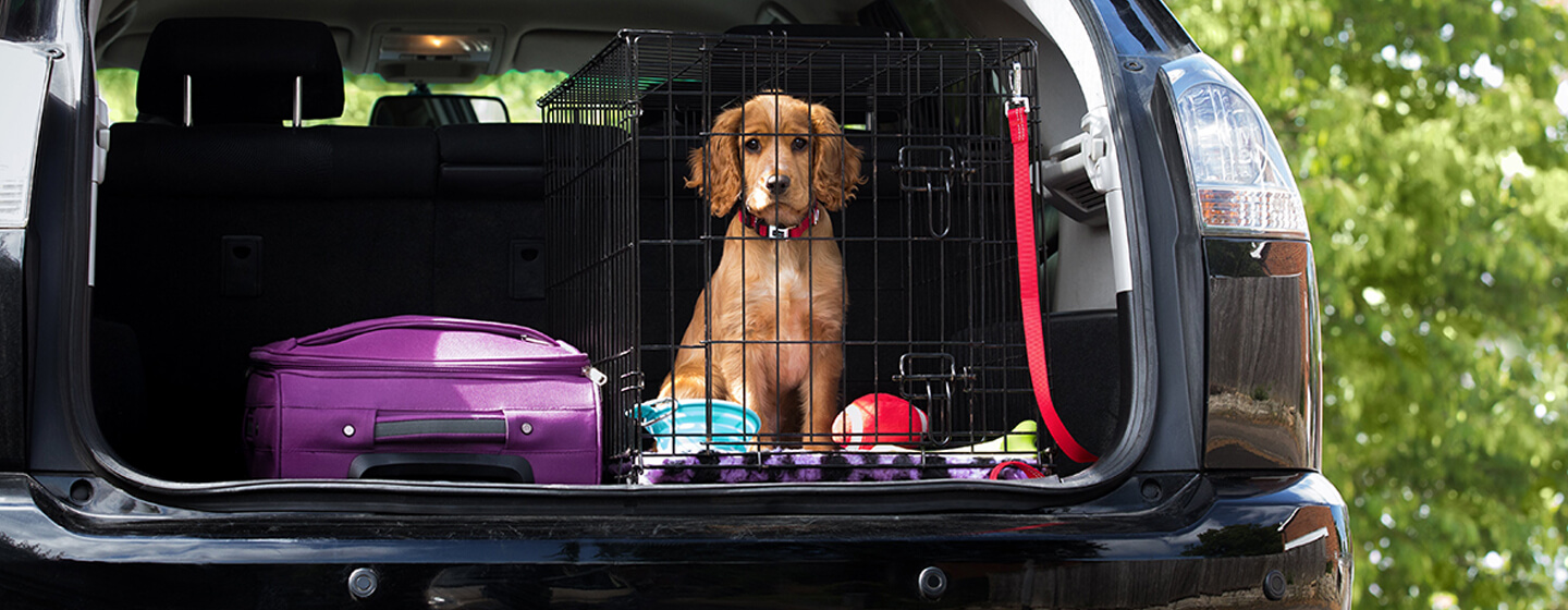 How to Travel With a Puppy in a Car