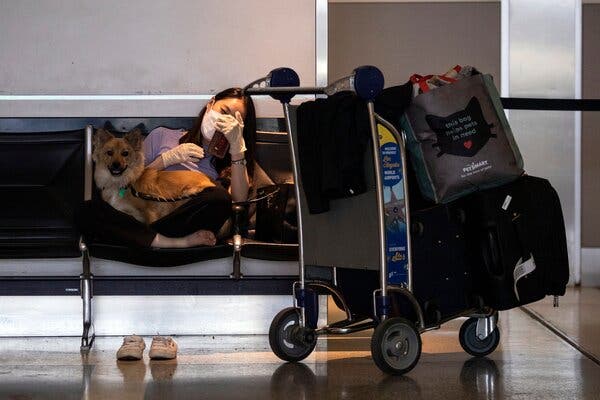 How to Travel With Dog International