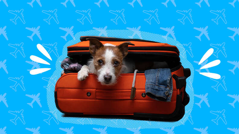 How to Travel With Dogs Internationally