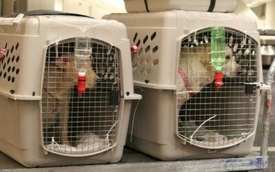 Is It Safe for Dogs to Fly on Airplanes