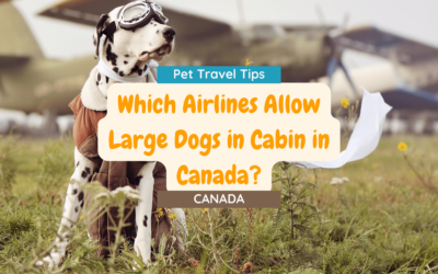 What Airlines Allow Large Dogs