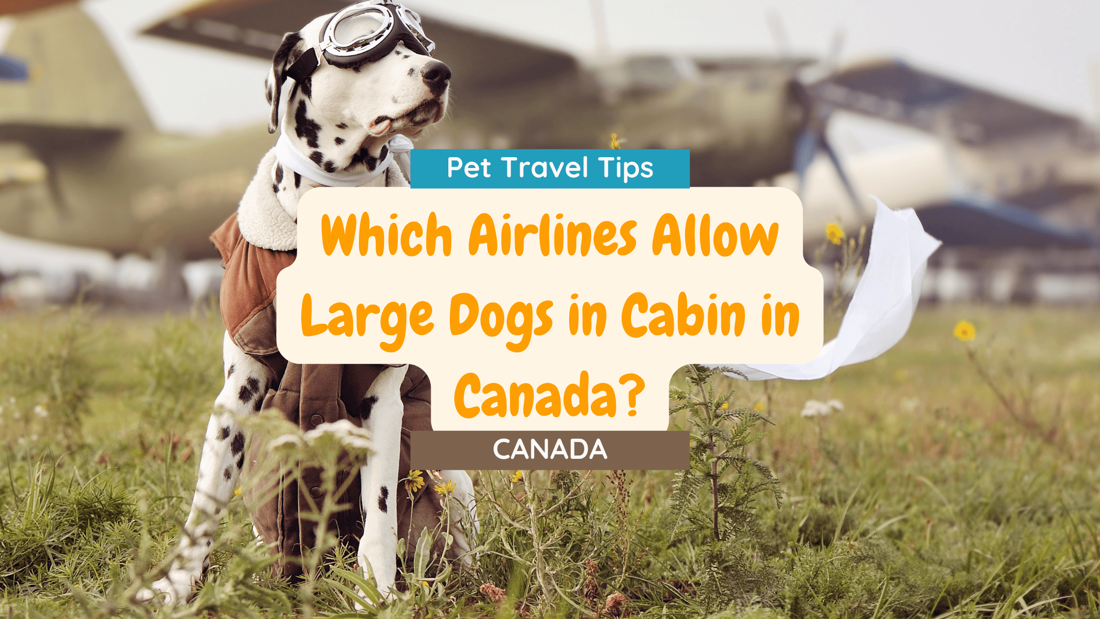 What Airlines Allow Large Dogs