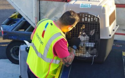 What Airlines Fly Dogs in Cargo