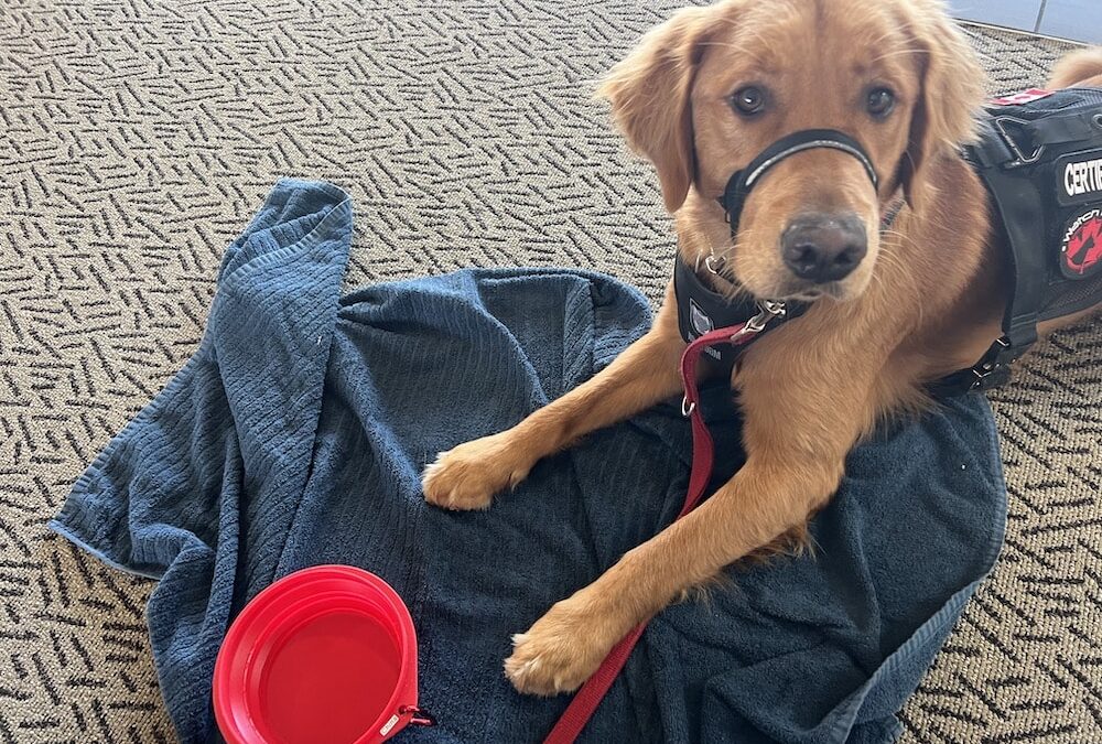 What Airlines Fly Large Dogs