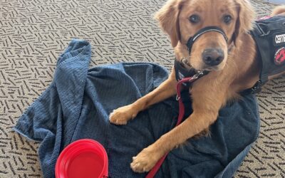 What Airlines Let You Fly With Large Dogs