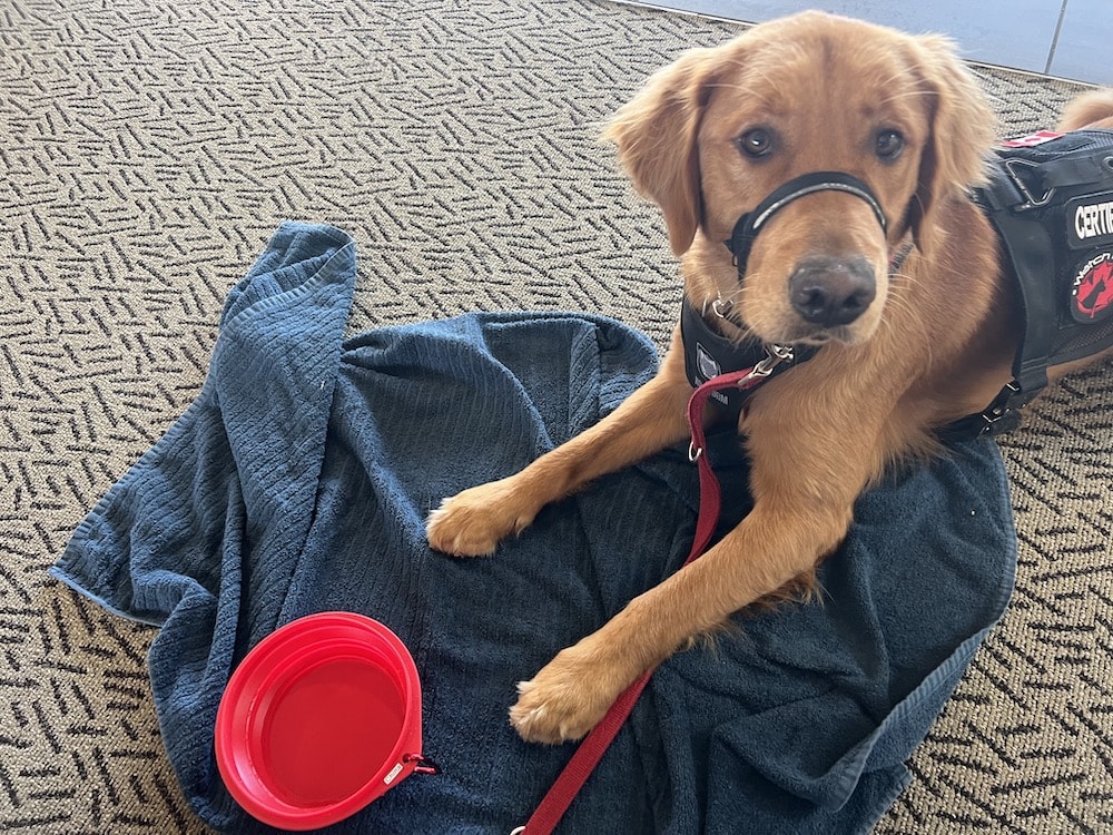 What Airlines Let You Fly With Large Dogs