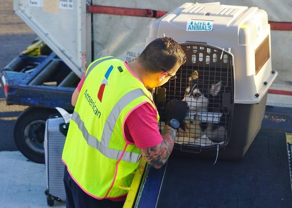 What Airlines Take Dogs in Cargo