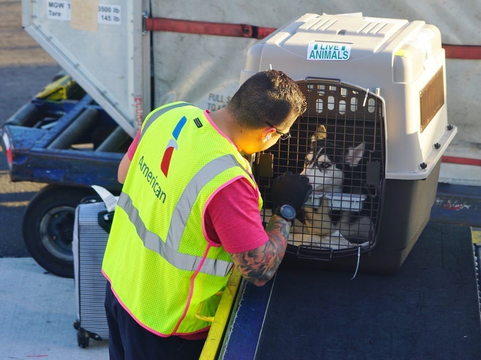 What Airlines Take Dogs in Cargo