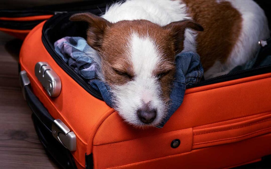 What Can I Give My Dog to Sleep While Traveling